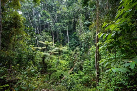 Tree ferns among dense vegetation in tropical rainforest, Amani Nature Forest Reserve, Tanga,