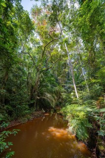 Small river between dense vegetation in Amani Nature Reserve, tropical rainforest, Amani Nature