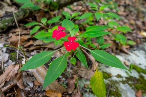 Flower with red blossom (Impatiens usambarensis), in the rainforest, Amani Nature Forest Reserve,