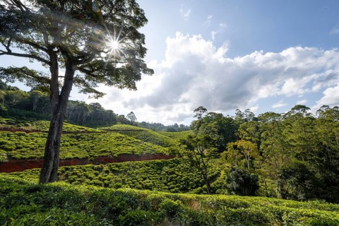 Tea plantation on hills between tropical rainforest, sun star, Amani Nature Forest Reserve, Eastern