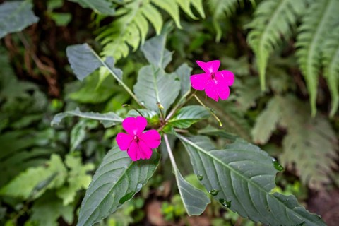 Flower with pink blossom (Impatiens usambarensis), in the rainforest, Amani Nature Forest Reserve,