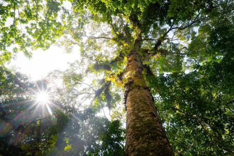 Sun shines through the leaves, large tree in dense forest, tropical rainforest, Amani Nature Forest