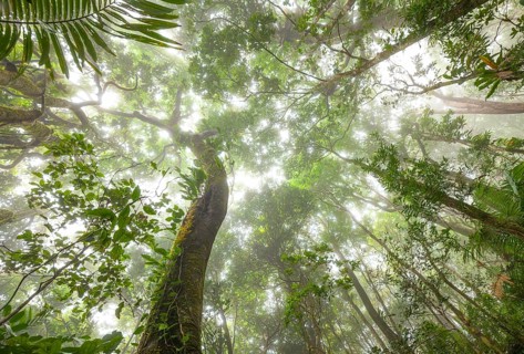 Misty tropical forest with ficus and endemic species on the way to Mount Sorrow in Daintree
