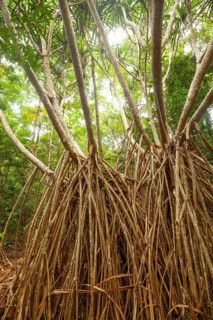 Ancient screw tree in Daintree National Park, Queensland, Australia