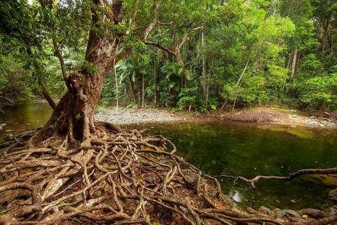 Tropical swimming pool in Emmagen Creek in the dense rainforest of Daintree National Park Cape