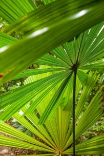 Australian fan palms in sunny rainforest on the way to Mount Sorrow in Daintree National Park