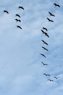 Cranes flying in formation (Grus grus), Darß, Mecklenburg-Western Pomerania, Germany