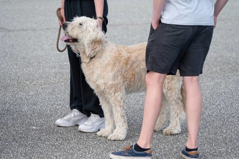 Dog, Goldendoodle on a leash Mecklenburg-Vorpommern, Germany
