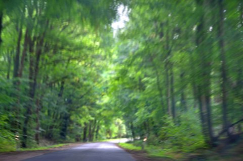 Buchenallee (Fagus), Movement, Mecklenburg-Western Pomerania, Germany