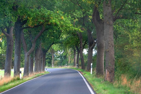 Eichenallee (Quercus) on a country road, Mecklenburg-Vorpommern, Germany