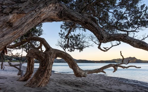 New Zealand Christmas tree (Metrosideros) on sandy beach. Ferry Landing, Coromandel Peninsula,