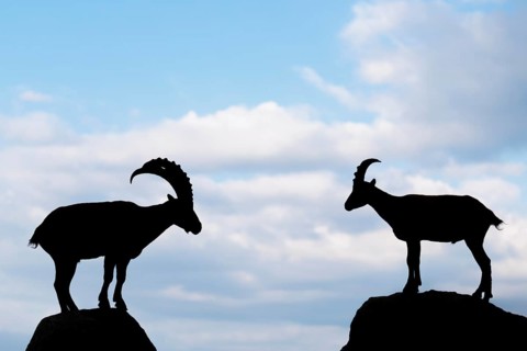 A male and female ibex (Capra ibex) stand facing each other on separate rocks. Silhouette against