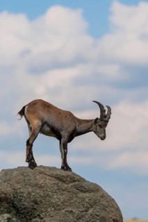 A female ibex (Capra ibex) stands on a rock. A blue sky with clouds can be seen in the background.