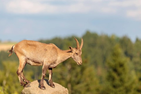 A female ibex (Capra ibex) stands on a rock on a sunny day. A blue sky with clouds and a forest can
