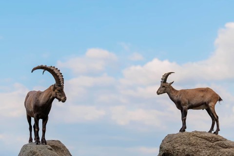 A male and female ibex (Capra ibex) stand facing each other on separate rocks. A blue sky with