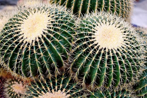 Large 'Echinocactus Platyacanthus' giant barrel cacti with white spikes