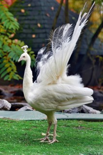 White Indian peafowl Pavo cristatus mut. alba. with Leucism
