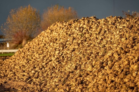 Agriculture, sugar beets are piled up on the edge of the field after harvesting, beet rental,