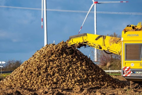 Sugar beet harvest, with an automatic, digitized, Ropa Tiger S6 sugar beet harvester, depositing