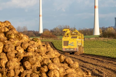 Sugar beet harvest, with an automatic, digitized, Ropa Tiger S6 sugar beet harvester, near
