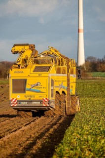 Sugar beet harvest, with an automatic, digitized, Ropa Tiger S6 sugar beet harvester, near
