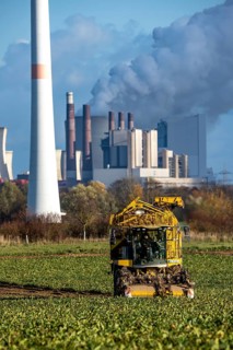 Sugar beet harvest, with an automatic, digitized Ropa Tiger S6 sugar beet harvester, near