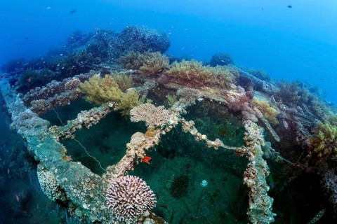 Deck, overgrown with various corals, SS Turkia, British, steamship, sunk 17.05.1941, Second World
