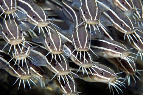 Swarm of striped coral catfish (Plotosus) lineatus), close-up, graphic, on the wreck of the SS