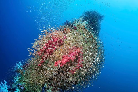 Swarm of cardinalfish (Apogonidae), loading tree, Rosalie Moller wreck, shipwreck, British, sunk in