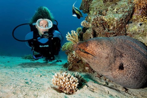 Diver, diver looking at giant moray eel (Gymnothorax javanicusr), very large, off Gubal Island,
