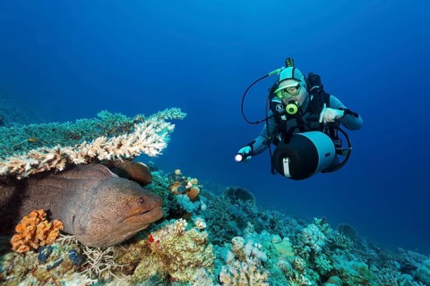 Diving legend, diver Rudi Kneip looks at giant moray eel (Gymnothorax javanicus), very big, Gubal,