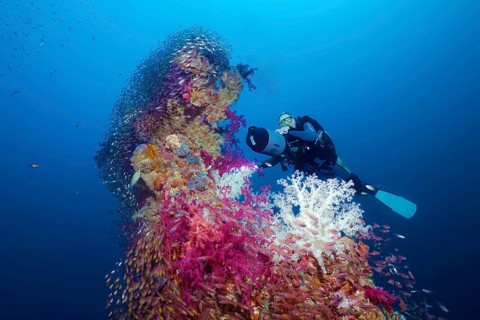 Diver, scooter, Rudi Kneip looking at loading tree, densely overgrown, soft corals (Nephtheidae),