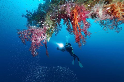 Dive looking at loading tree, densely overgrown, various soft corals (Nephtheidae), Rosalie Moller