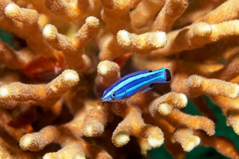 Red Sea cleaner lipfish (Larabicus quadrilineatus), inhabits wreck SS Turkia, Red Sea, Gulf of