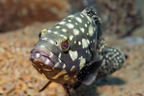 Summana grouper (Epinephelus summana), portrait, on the wreck of SS Turkia, Gulf of Suez, Red Sea,