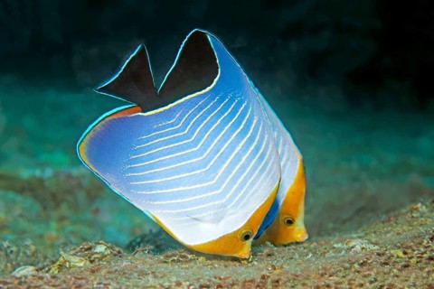 Pair of red-headed butterflyfish (Chaetodon larvatus) on the wreck of SS Turkya, Gulf of Suez, Red