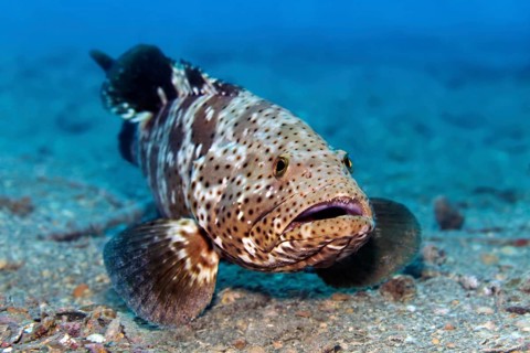 Grouper (Epinephelus stoliczkä) on the wreck of SS Turkia, Gulf of Suez, Red Sea, Egypt