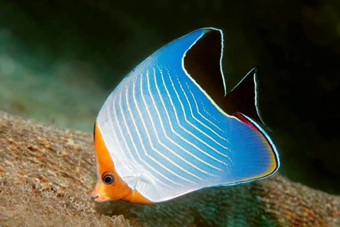 Red-headed butterflyfish (Chaetodon larvatus) on the wreck of SS Turkya, Gulf of Suez, Red Sea,