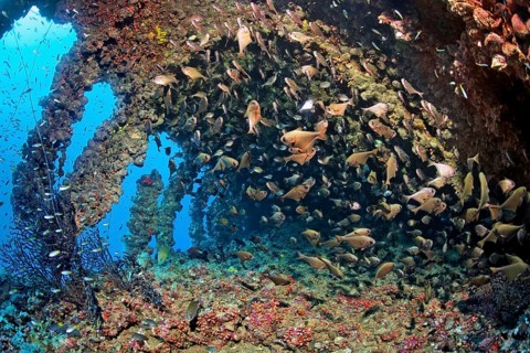 Swarm of cave hatchetfish (Pempheris vanicolensis) in wreck, shipwreck, SS Turkia, British,