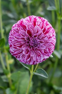 Dahlias (Dahlia), Münsterland, North Rhine-Westphalia, Germany