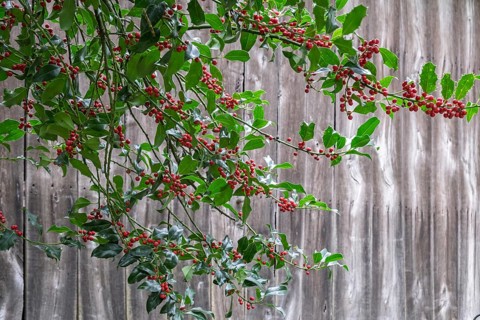 Holly (Ilex aquifolium), with red, poisonous fruits, Barken-Weseke, Münsterland, North