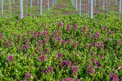 Purple deaf nettle (Lamium purpureum) in the vineyard, Südpfalz, Palatinate, Rhineland-Palatinate,
