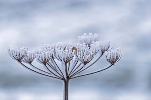 Dried inflorescence of a plant coated with ice crystals, Münsterland, North Rhine-Westphalia,