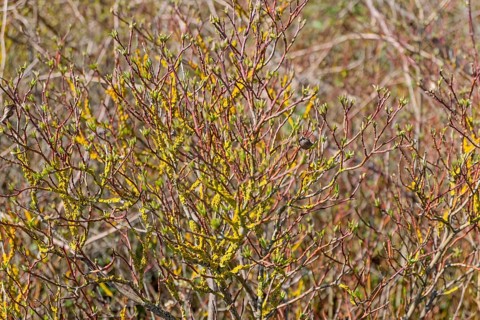 Branched plants with yellow lichens and green buds in a natural environment in spring,