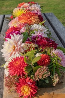 Dahlia arrangement (dahlia) as decoration on a wooden table, Münsterland, North Rhine-Westphalia,