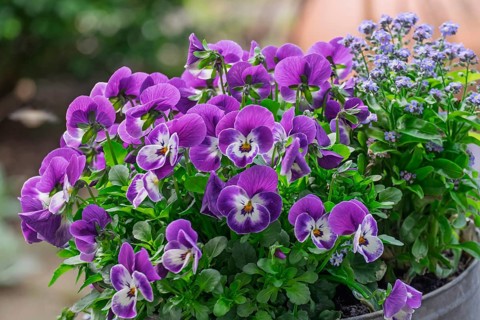 Horned violet (Viola cornuta) and forget-me-not (Myosotis), Palatinate, Rhineland-Palatinate,