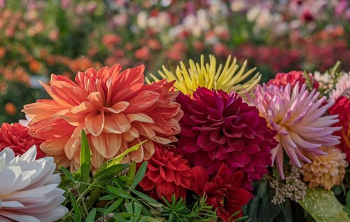 Flower arrangement of yellow, pink and pink dahlias, Münsterland, North Rhine-Westphalia, Germany