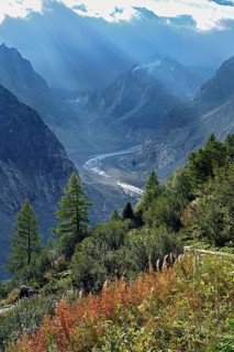 A group of autumn-colored narrow-leaved willow herbs (Epilobium angustifolium), behind the glacial