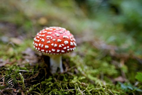 Poisonous toadstool (Amanita muscaria), in meadow, Chamonix, France