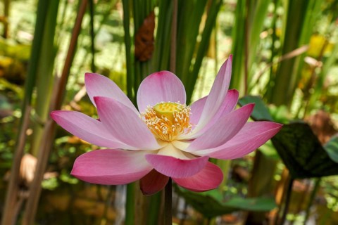 Lotus bud, Nelumbo nucifera, Bali, Indonesia